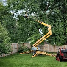 How Our Tree Care Process Works  in  Brazil, IN