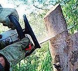 Best Tree Risk Assessment  in Brazil, IN