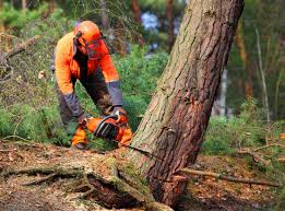 Reliable Brazil, IN Tree Care Solutions