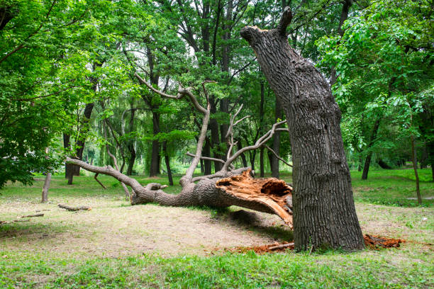 Best Tree Trimming and Pruning  in Brazil, IN