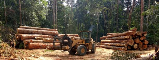 Best Storm Damage Tree Cleanup  in Brazil, IN