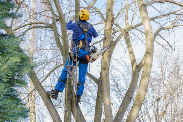 Best Tree Health Inspection  in Brazil, IN