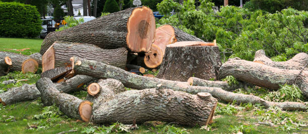  Brazil, IN Tree Care Pros
