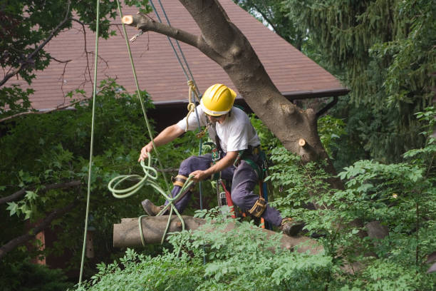 Best Lawn Watering Services  in Brazil, IN