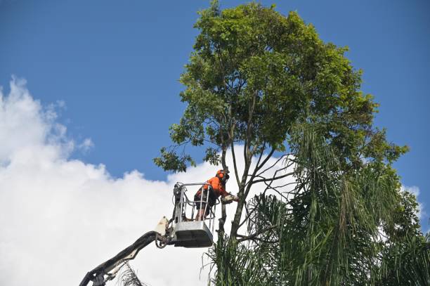 Best Lot and Land Clearing  in Brazil, IN
