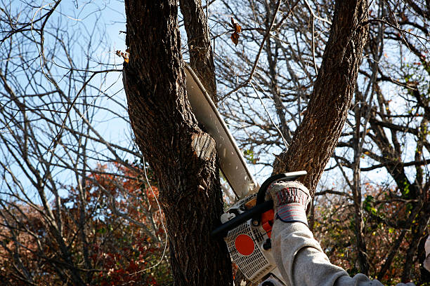 Best Tree Disease Treatment  in Brazil, IN