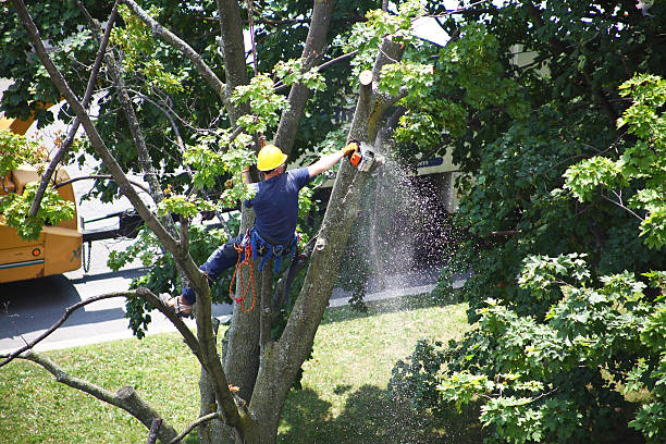 Best Firewood Processing and Delivery  in Brazil, IN