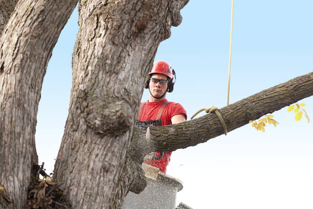 Best Emergency Tree Removal  in Brazil, IN