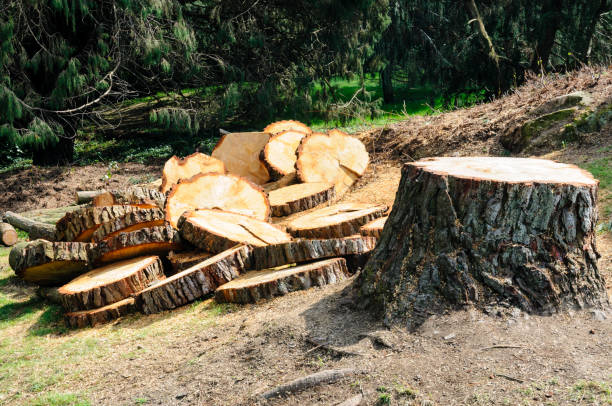 Best Hazardous Tree Removal  in Brazil, IN